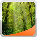 Forest Wallpapers APK
