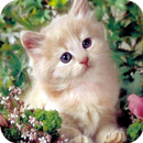 Cute Kitten Wallpaper APK