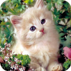 Cute Kitten Wallpaper иконка