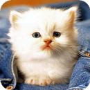 Cute Kitten Wallpapers aplikacja