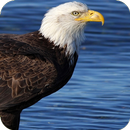 Eagle Wallpapers APK