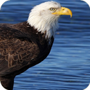 Eagle Wallpapers aplikacja