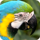 Parrot Wallpapers أيقونة