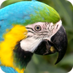 Parrot Wallpapers