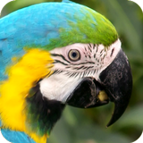 Icona Parrot Wallpapers