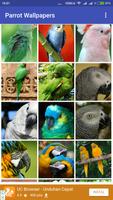 Parrot Wallpapers Plakat