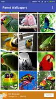 Parrot Wallpapers Ekran Görüntüsü 1