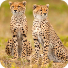 Cheetah Wallpaper أيقونة