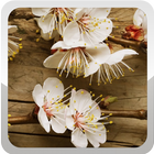 Flower Wallpaper icono