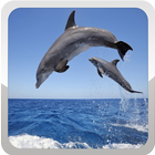 آیکون‌ Dolphin Wallpapers