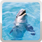 Dolphins Wallpaper أيقونة