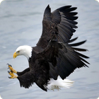 Eagle Wallpapers иконка