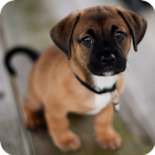 Puppy Wallpaper आइकन