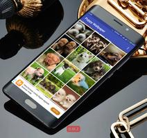 Puppy Wallpaper اسکرین شاٹ 1