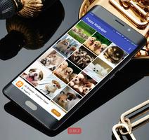 برنامه‌نما Puppy Wallpaper عکس از صفحه