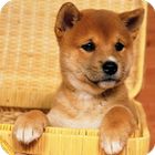 Puppy Wallpapers أيقونة