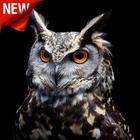 Owl Wallpaper آئیکن