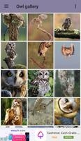 Owl Wallpaper ภาพหน้าจอ 2