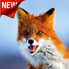 ikon Cute Fox Wallpaper