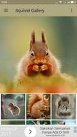 Squirrel Wallpaper Affiche