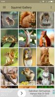 Squirrel Wallpaper تصوير الشاشة 1