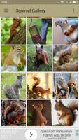 Squirrel Wallpaper 截图 2