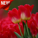 Tulip Wallpaper APK