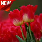 Tulip Wallpaper أيقونة