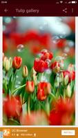 Tulip Wallpaper স্ক্রিনশট 3