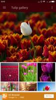 Tulip Wallpaper Affiche