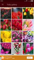 Tulip Wallpaper স্ক্রিনশট 1