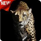 Cheetah Wallpaper ícone