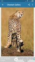 Cheetah Wallpaper imagem de tela 3