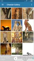 Cheetah Wallpaper 截圖 1