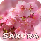 Sakura Wallpaper ikona