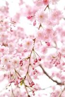 Sakura Wallpaper screenshot 3