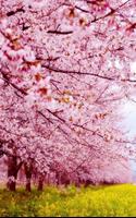 Sakura Wallpaper plakat