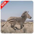 Zebra Wallpaper icône