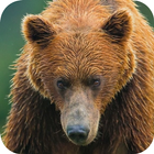 Bear Wallpaper آئیکن