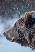 Bear Wallpaper постер