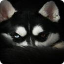Siberian Husky wallpaper aplikacja