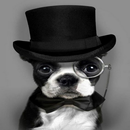 Funny Dogs Wallpaper-APK