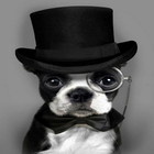 Funny Dogs Wallpaper أيقونة