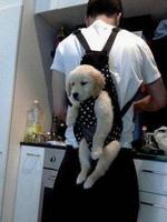 Funny Dogs Wallpaper الملصق