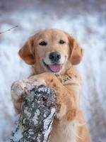 Funny Dogs Wallpaper تصوير الشاشة 1