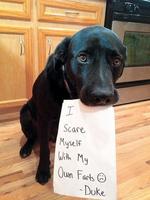 Funny Dogs Wallpaper تصوير الشاشة 2