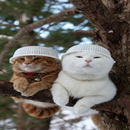 Cats Funny Wallpapers-APK