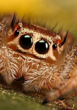 Lucas The Spider Wallpaper For Android Apk Download