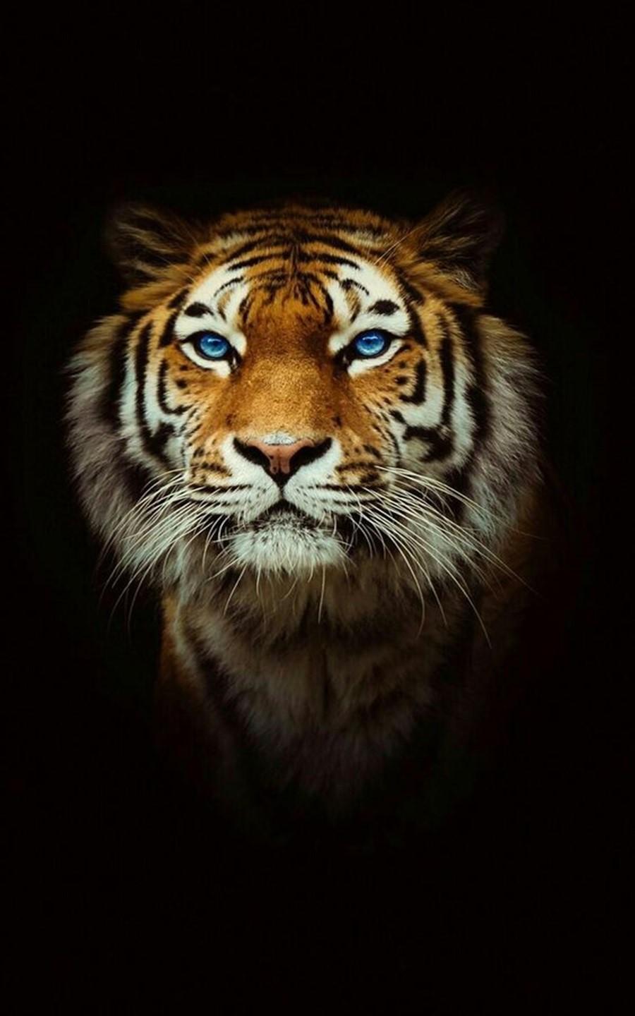Tiger Wallpaper for Android APK Download Tiger Wallpaper for Android APK Download