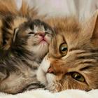Cute baby Cats Wallpapers icône